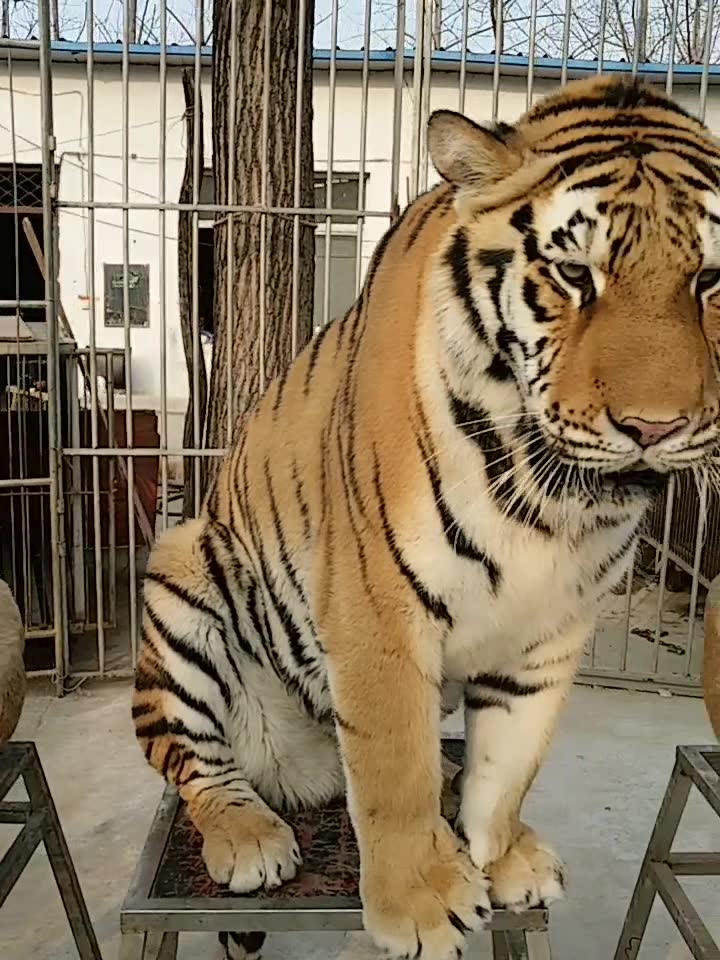 老虎和狮子体型对比