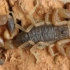 【蝎子】马氏奥氏蝎（Olivierus martensii）的雄性间交配