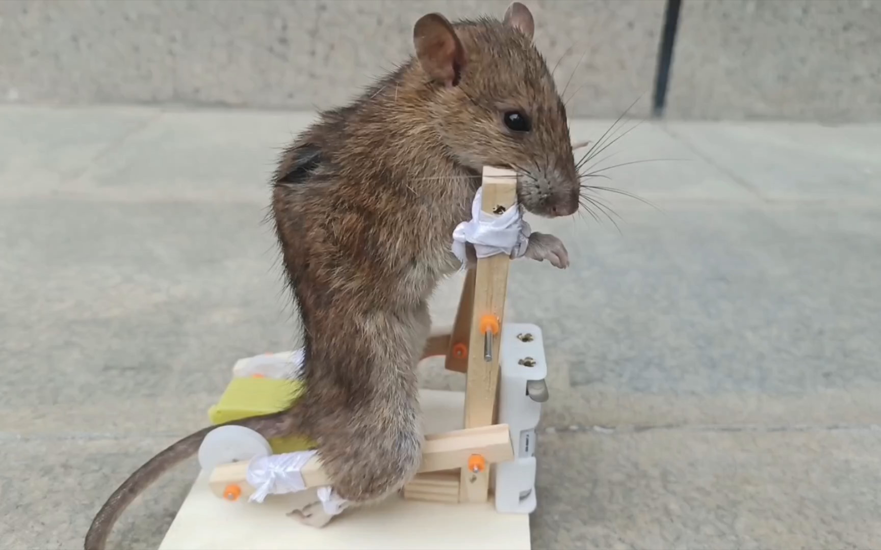 老鼠:被迫营业的一天