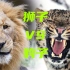 同为猫科动物，狮子和豹子谁更厉害？结果出乎意料！