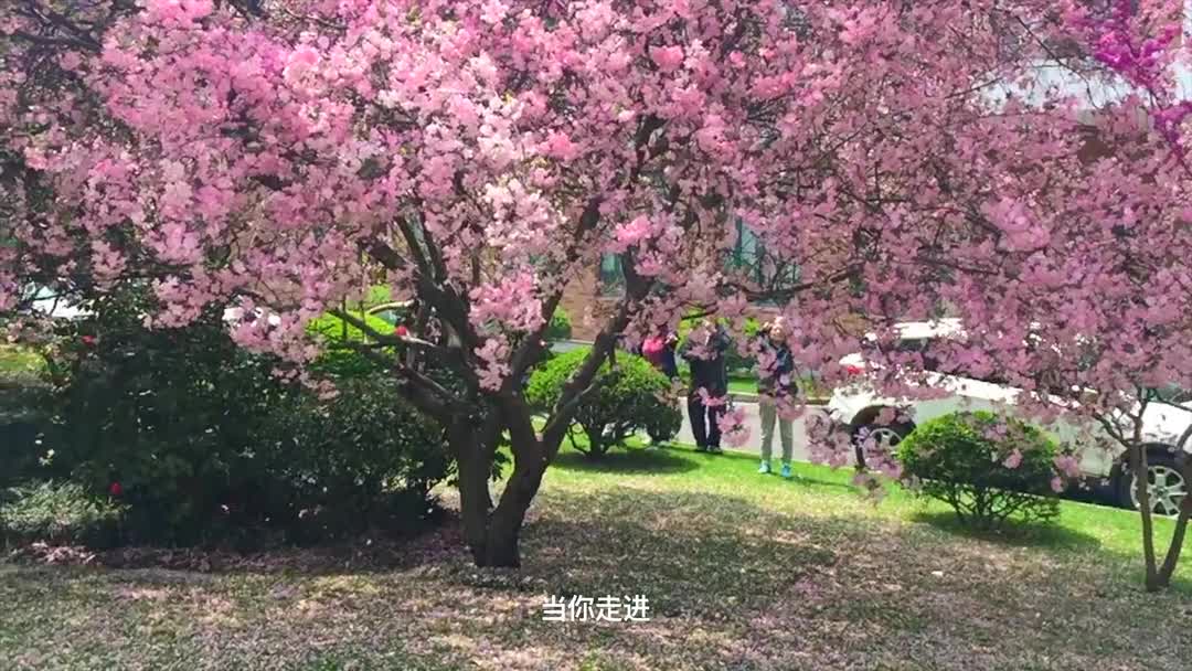 上海，有一棵痴绽的海棠树－花开花落的诗情画意（Iphone慢速摄影－一棵开花的树）