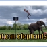 七下 Unit 5 【阅读课课用视频】(大象才艺) What can elephants do?  Why do you