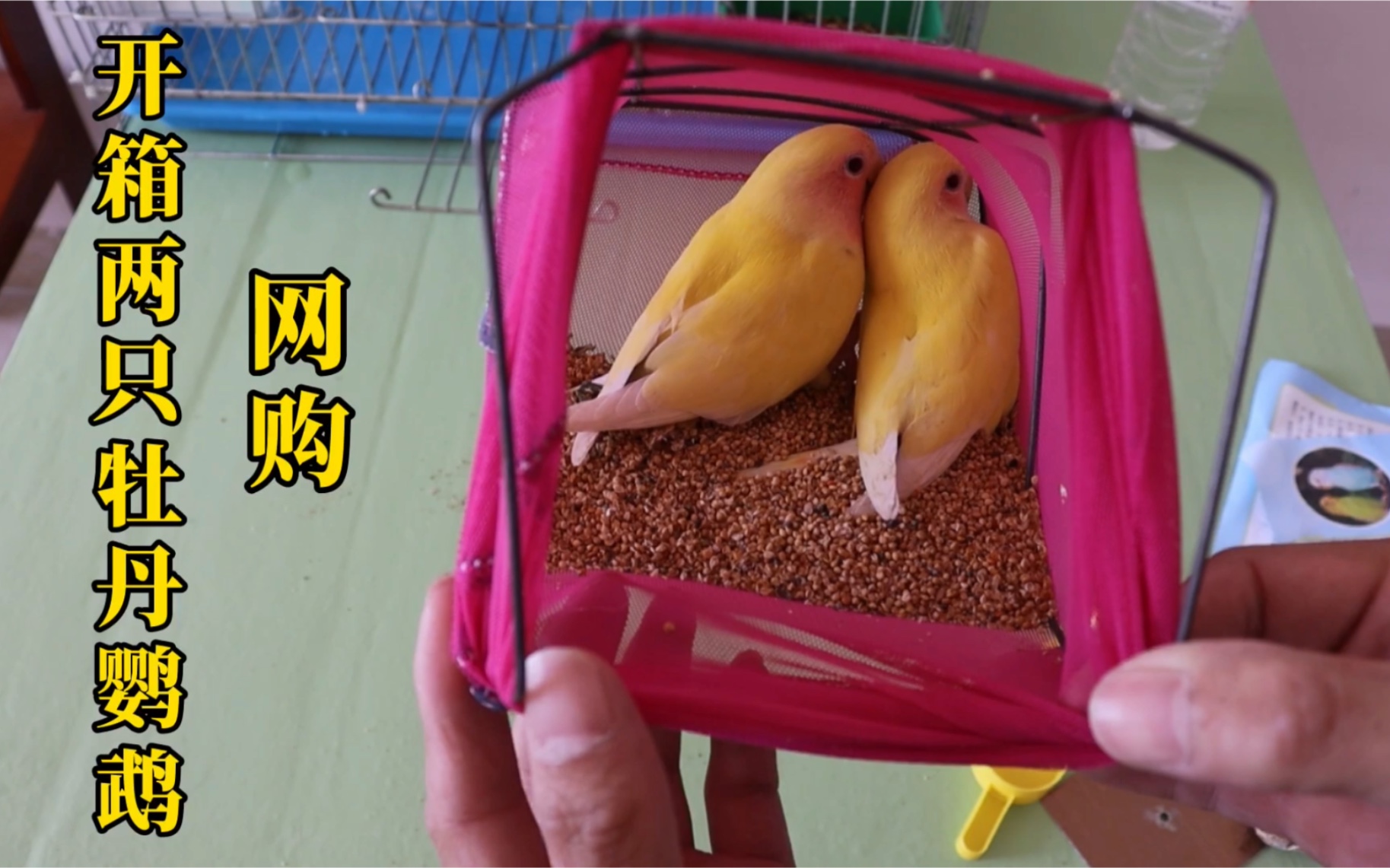 开箱两只黄桃牡丹鹦鹉，小绿蛋又多了两只新伙伴