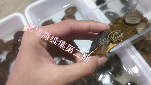 74bb790f54087457183c5c788478b436067d4e06.jpg@480w_270h_1c