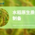 【Bio-protocol】水稻原生质体的制备