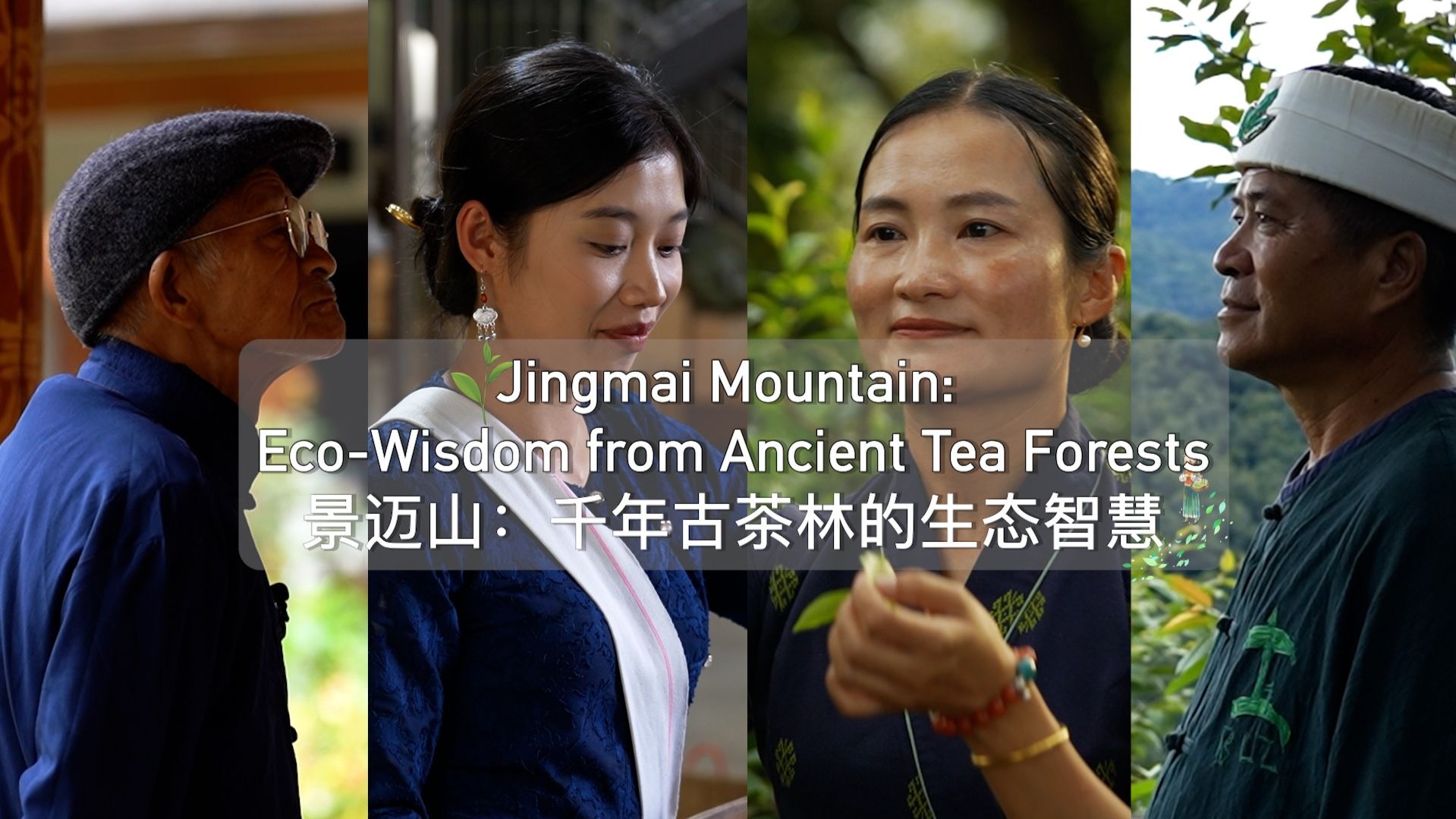 景迈山：千年古茶林的生态智慧