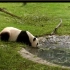 【大熊猫】美香水池边喝水