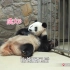 熊猫麻麻们的妇女节福利都有哪些呢？