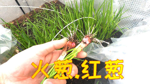 74ecac17c6c1db33c99b3d0e40b7e4bfc9870b9c.jpg@480w_270h_1c