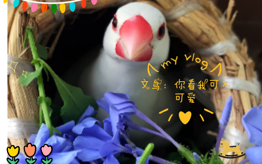 【阳台养鸟记录】文鸟:你看我可不可爱