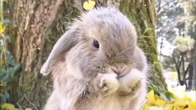 兔子可以吃什么叶子 7517b1718100630474877aa3a14742dc39932d74.jpg@280w_158h_1c_100q.jpg