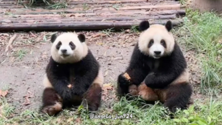 熊猫和花，熊猫润玥互换眼圈