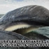 地球上生存的最大动物蓝鲸，它的天敌是谁？看完你都不敢信！