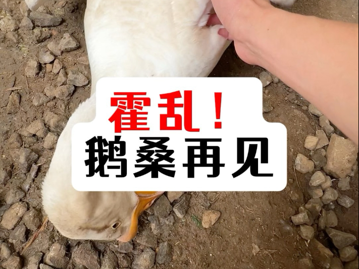 添硕不熄火