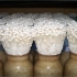 金针菇的一生｜现代农业种植和收获增智菇