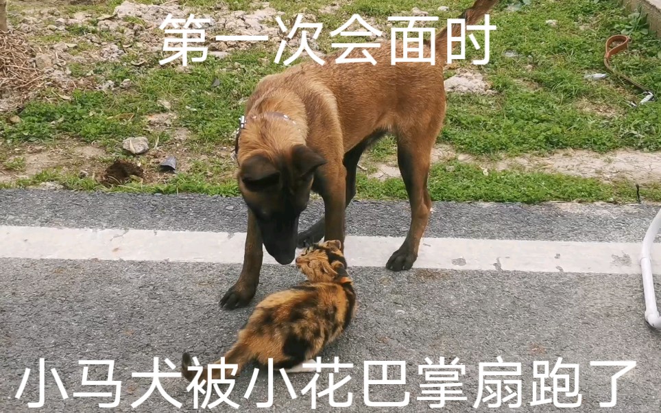 小马犬开心的来农场找小伙伴玩 四眼却凶它 小花也不爱搭理它 哔哩哔哩 つロ干杯 Bilibili