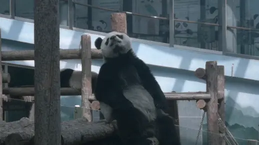 【大熊猫妙音】妙小音的心思你别猜