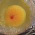 无壳孵化雏鸡胚胎的生长发育全过程