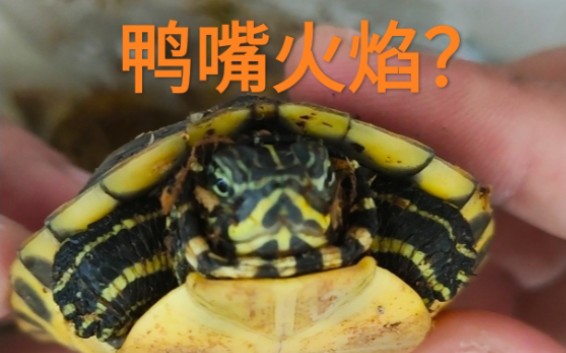 开箱边缘鸭嘴火焰龟,这波赚了还是亏了,大家品鉴一下,变异基因心型