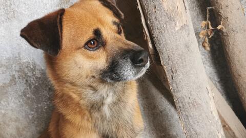 怎么教狗狗不咬线 758d4bb8f82021509176232ab4c28f194d13f5ad.jpg@480w_270h_1c