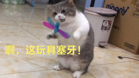 7597f71cba54f2360aff32f3be43233fe38da3c5.jpg@280w_158h_1c_100q.jpg