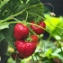 【GrowVeg】20210409 从种到收教你种草莓 ?????