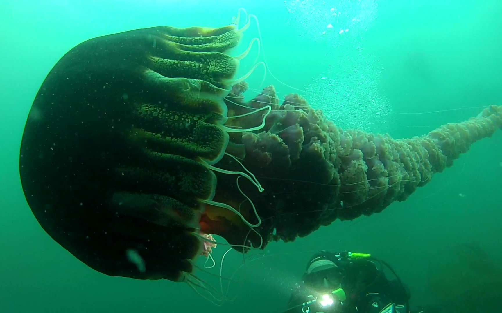 超大只黑海刺水母