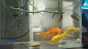 怎么养鱼才能养十几天 75b1dabc249a953640927dc4086dbf7d92bd32da.jpg@310w_174h_1c_100q.jpg