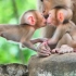 两只小奶猴亲密互动，从此建立友好关系