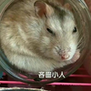 苍天已死,酷暑当道,鼠鼠我今生将嗝屁于烈日酷夏,望来生能投胎到西伯利亚