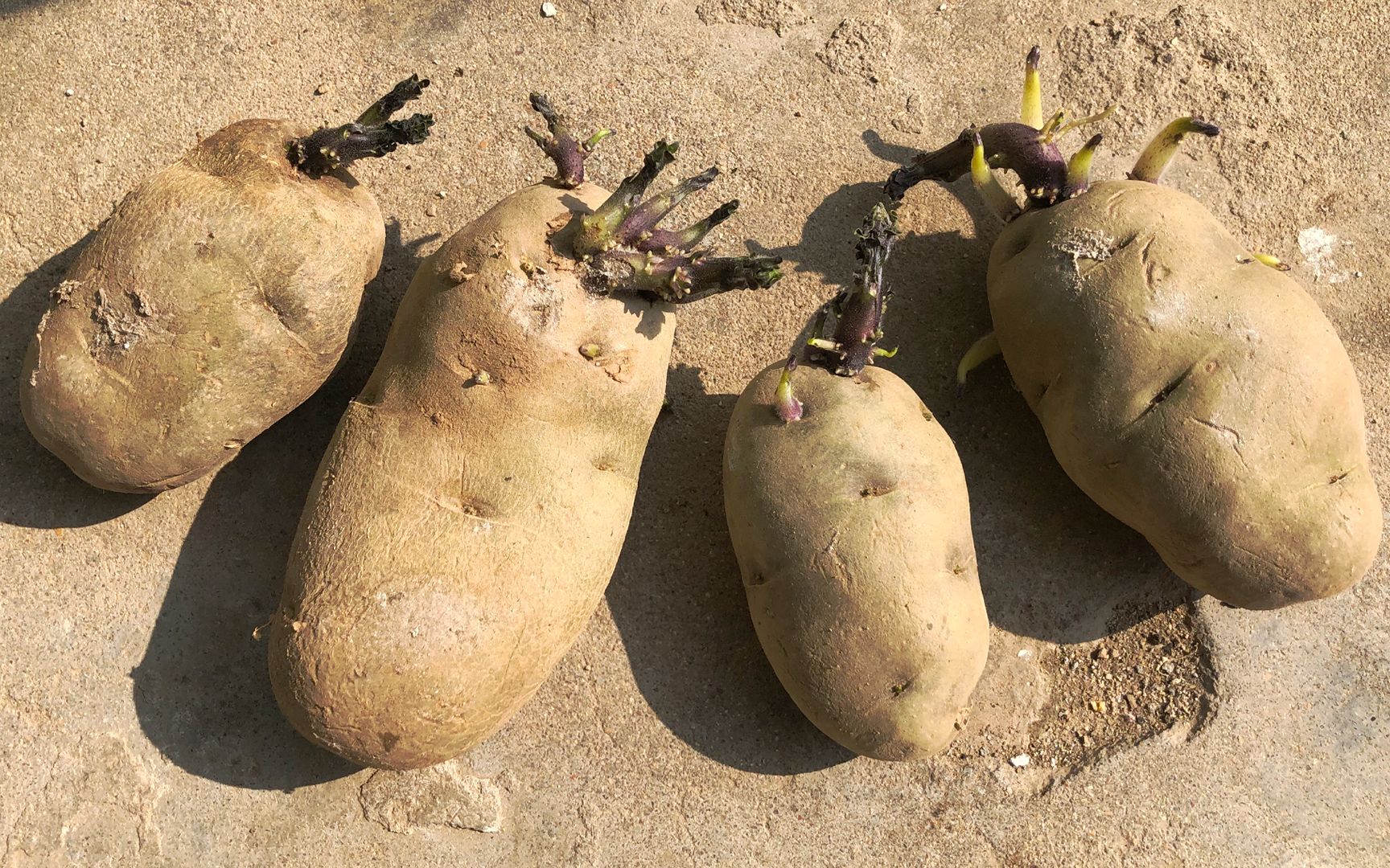 (长牙变绿的土豆可以吃吗危险！发芽、变绿的土豆能吃吗) | 说明书网