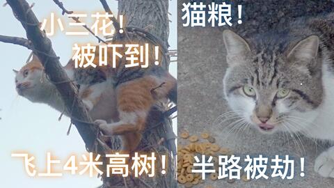 怎么才能抓住流浪猫 75cf3aeb4deb3865e72ccb733d78acc24547b822.jpg@480w_270h_1c