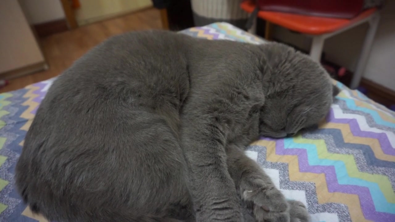 看喵星人睡觉打呼噜~被吵醒了的反应