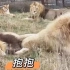 苏丹：抱着狮子，睡得更香