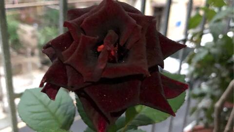 自由自在的花 75fe5b4c1ac8e0d2f1eff3d683b7db749702be43.jpg@480w_270h_1c