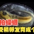 实拍！蝾螈从受精卵发育成个体（See a Salamander Grow From a Single Cell in t
