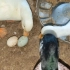 柯尔鸭的第22个蛋，柯尔鸭一窝到底能下多少个蛋？