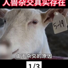 世界上最可怕的杂交生物，人兽杂交真实存在