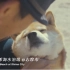[日本三重县暖心宣传片]观光大使「柴犬Maru」的三重县之旅n(*≧▽≦*)n