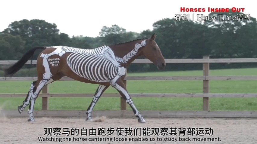 跑步-脊柱的运动