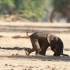 津巴布韦Mana Pools国家公园里一只刚出生的小象，肚子上还挂着一段脐带，正努力地站起来并试着走路...加油啊！