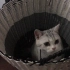 【家有美喵子】听说洗衣篮可以长猫