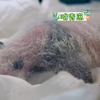 【熊猫一家人】育幼室又见刘怀庭老师，十二天的盼青崽也太可爱了吧