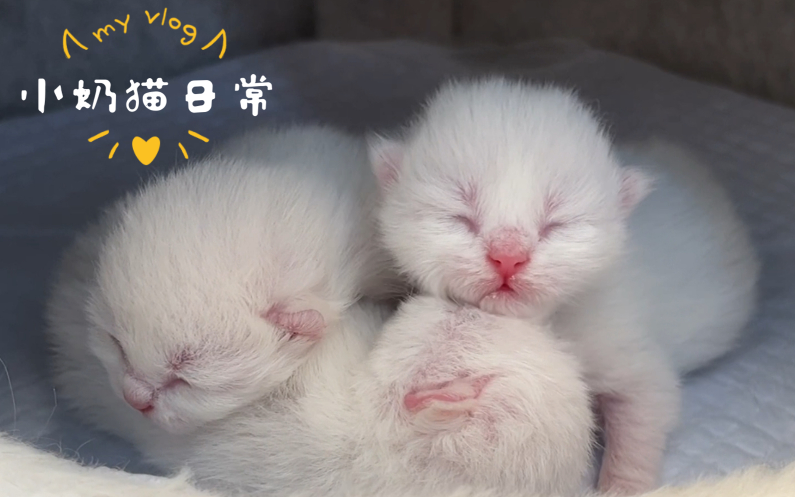 【小奶猫】出生第四天，不睡觉的猫猫虫们都在做什么