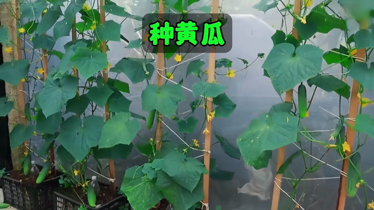 耗时70多天，我记录了在家种植黄瓜的全过程！