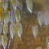 【自然 显微摄影】显微镜下的蝴蝶翅膀如同一个个小鳞片