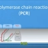 PCR原理
