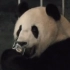 【大熊猫大双】食铁兽不是个传说