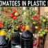 在塑料瓶中种植番茄植物的简单方法