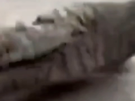 巨丑的狸花享受按摩中